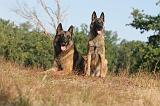 MALINOIS 022